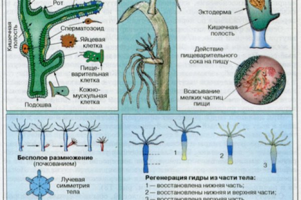 Зеркало blacksprut тор ссылка