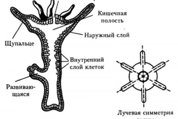 Как зайти через blacksprut blacksprut adress com