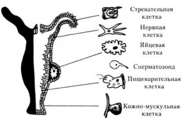 Bs gl зеркало blacksprut wiki